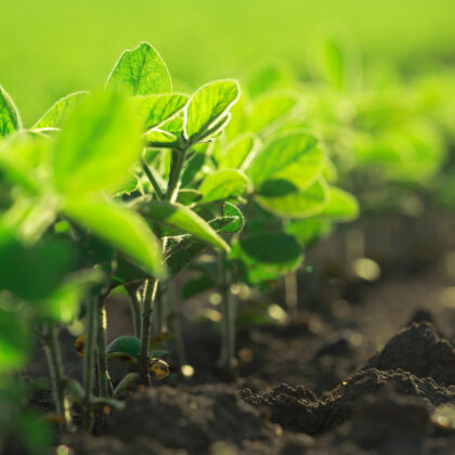 Young Soybean Plants Growing In Cultivated Field