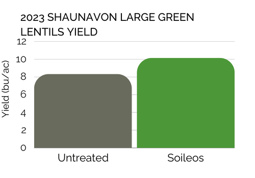 2023 Shaunavon Large Green Lentils