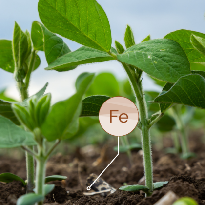 Fe Nutrient Soil