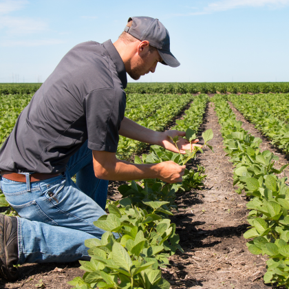 Agronomist in Soy Field - Soileos is field proven micronutrient fertilizer solution.