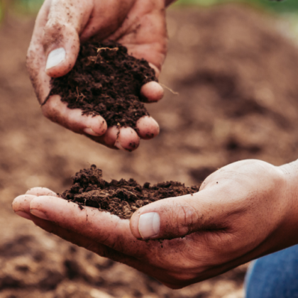 Boost soil health and yields sustainably with Soileos, a nutrient-rich, circular economy solution for resilient, productive soils. Learn how Soileos promotes nutrient cycling, supports microbial health, and promotes resilient, thriving soils.