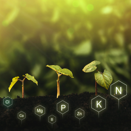 Soileos in action, showcasing its slow-release micronutrient delivery improving soil health and crop yields, supporting the Soileos soil health solution.