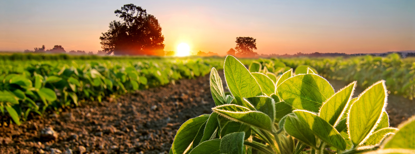 Soybean Sunset