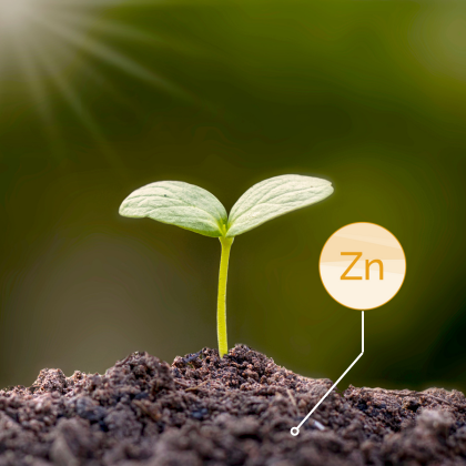 Discover Soileos Zinc, a slow-release micronutrient fertilizer specifically designed to correct zinc deficiency in crops.