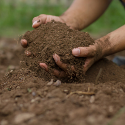 Hands In Soil