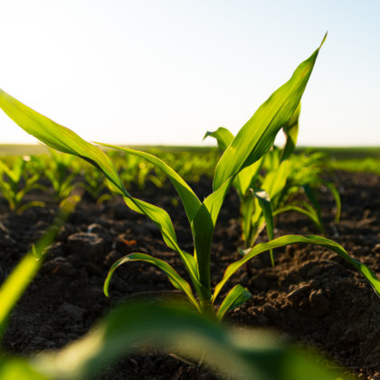 Corn growing, Soileos crop nutrition.